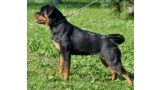 Rottweiler. Maja Von Haus Drazic.