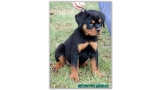 Rottweiler. Marsthall Ritter Vom Camelot.