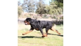 Rottweiler.  Ch. Jerry Lee Van Gorgar.