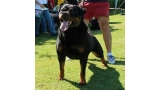 Rottweiler.  Ch. Marko De Breogan.