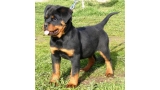 Rottweiler. Daxi De Breogan.