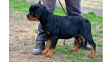 Rottweiler. Dara Von Haus Drazic.