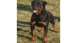 Rottweiler.  Ch. Uday De Breogan.