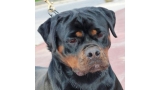 Rottweiler.  Ch. Iva Of Nicola´s Lion. Rottweiler.  Ch. Iva Of Nicola´s Lion.
