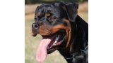 Rottweiler.  Ch. Ruby Miracle Rott.