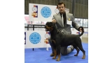 Rottweiler.  Ch. Farah Od Vadanora.