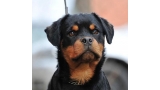 Rottweiler. Noris Winner Civi.