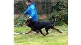 Rottweiler.  Ch. Attosh De Breogan. Rottweiler.  Ch. Attosh De Breogan.