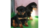 Rottweiler. Camada H.
