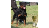 Rottweiler.  Ch. Princess Brcko Star. Rottweiler.  Ch. Princess Brcko Star.