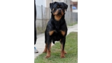 Rottweiler.  Ch. Ramona Winner Civi.