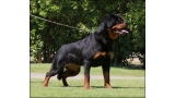 Rottweiler. Conny Del Calvijar.