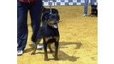 Rottweiler. Yuma De Breogan.