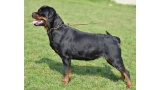 Rottweiler. Dona Of Nicola´s Lion.