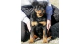 Rottweiler. Elly Dark Force.