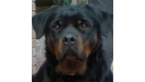 Rottweiler. Ena Of Nicola s Lion
