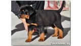 Rottweiler. Eliot Dark Force.