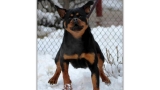 Rottweiler.  Ch. Shery Brko Star.