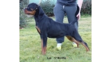 Rottweiler. Lua De Breogan. Rottweiler. Lua De Breogan.