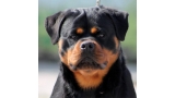 Rottweiler.  Ch. Shery Brko Star.