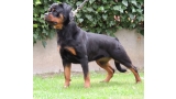 Rottweiler. India De Breogan.