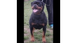 Rottweiler.  Ch. Fanta Of Nicola´s Lion.