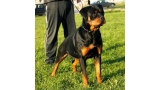 Rottweiler. Pink Flash Rouses.