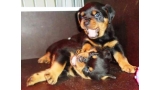 Rottweiler. Camada I. Ina e Inka de Breogan.