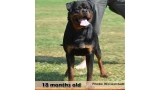 Rottweiler.  Ch. Jerry Lee Van Gorgar.