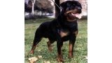 Rottweiler.  Ch. Niko De Breogan.