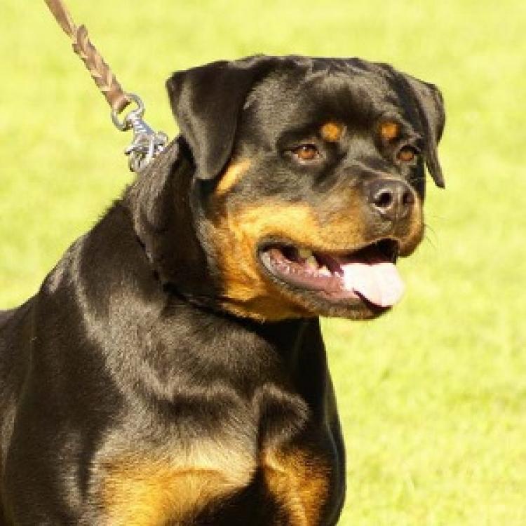 Rottweiler.  Ch. Juma De Breogan.