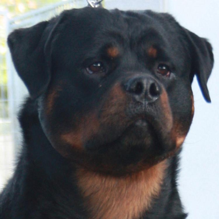 Rottweiler.  Ch. Marko De Breogan.