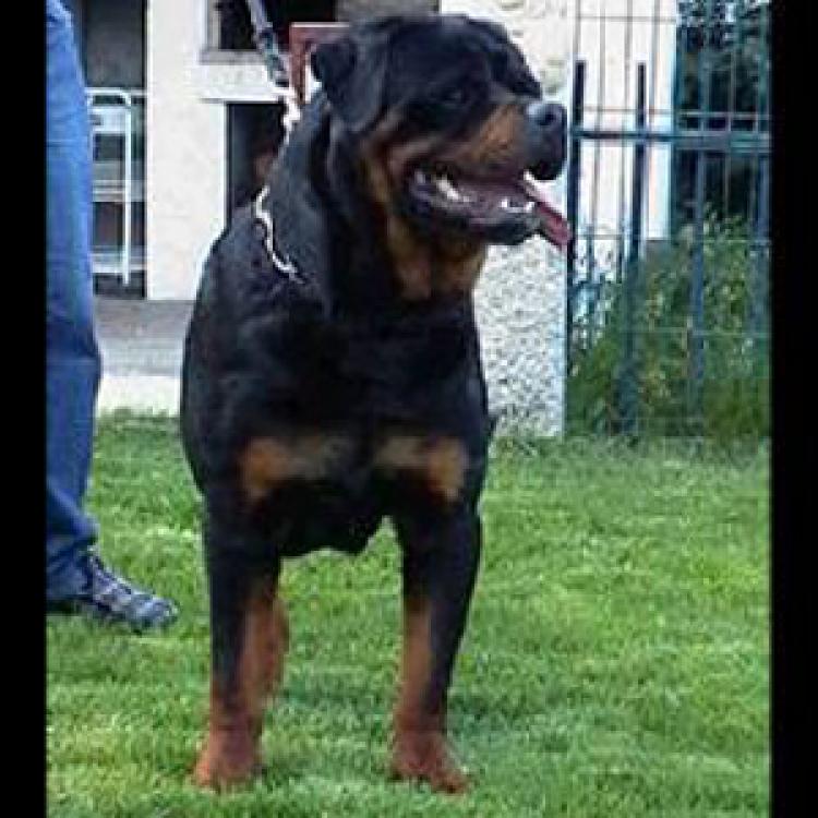 Rottweiler. Hasko De Breogan.