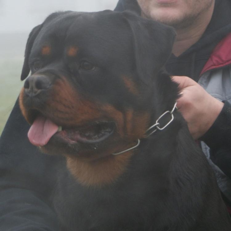 Rottweiler. Pele Flash Rouses.
