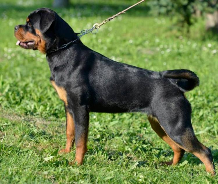 Rottweiler. Maja Von Haus Drazic.