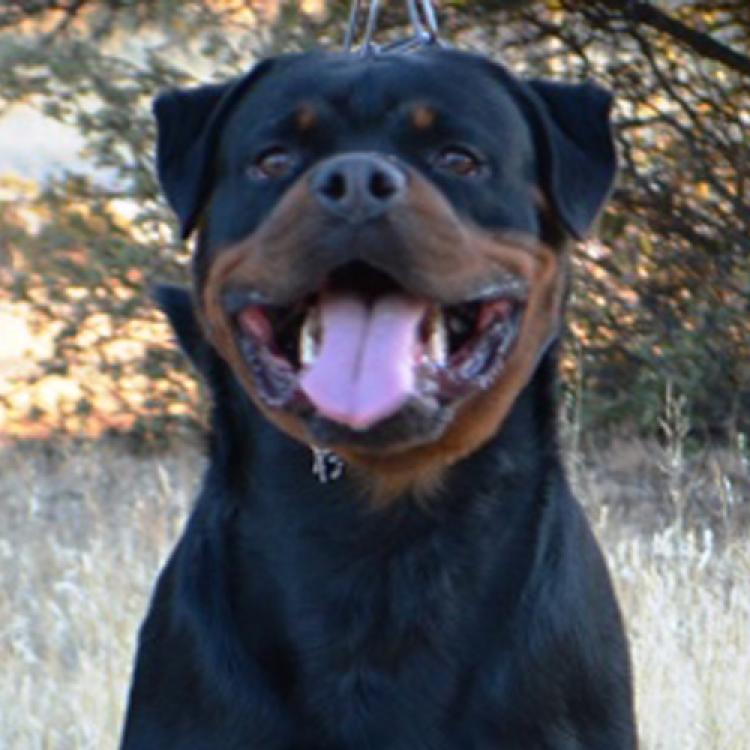 Rottweiler.  Ch. Attosh De Breogan.