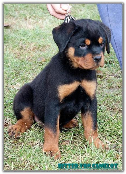Rottweiler. Marsthall Ritter Vom Camelot.