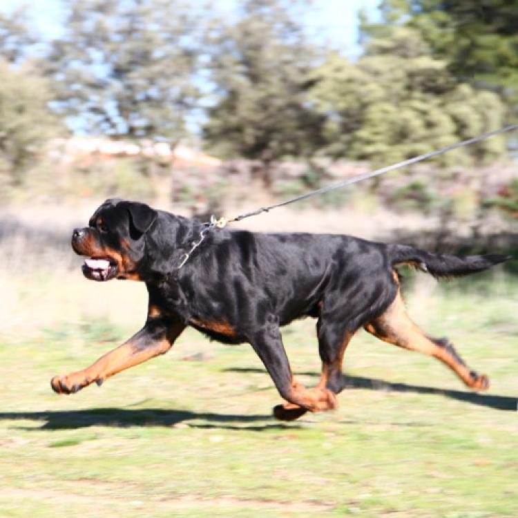 Rottweiler.  Ch. Jerry Lee Van Gorgar.