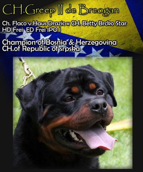 Rottweiler. Ch. Greep II de Breogan. Rottweiler. Ch. Greep II de Breogan.