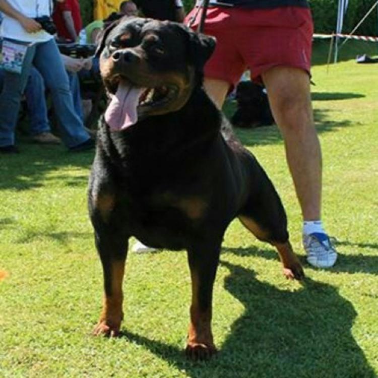 Rottweiler.  Ch. Marko De Breogan.