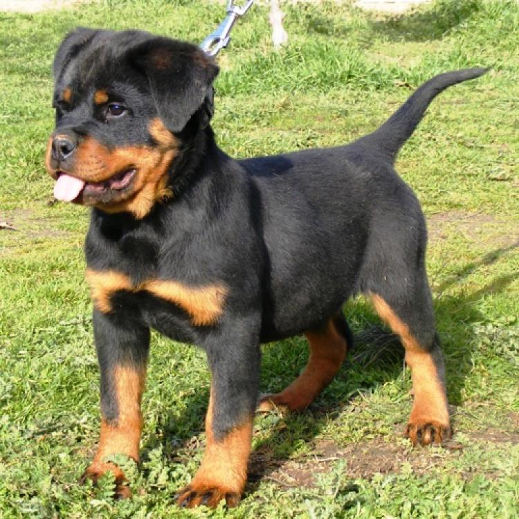 Rottweiler. Daxi De Breogan.
