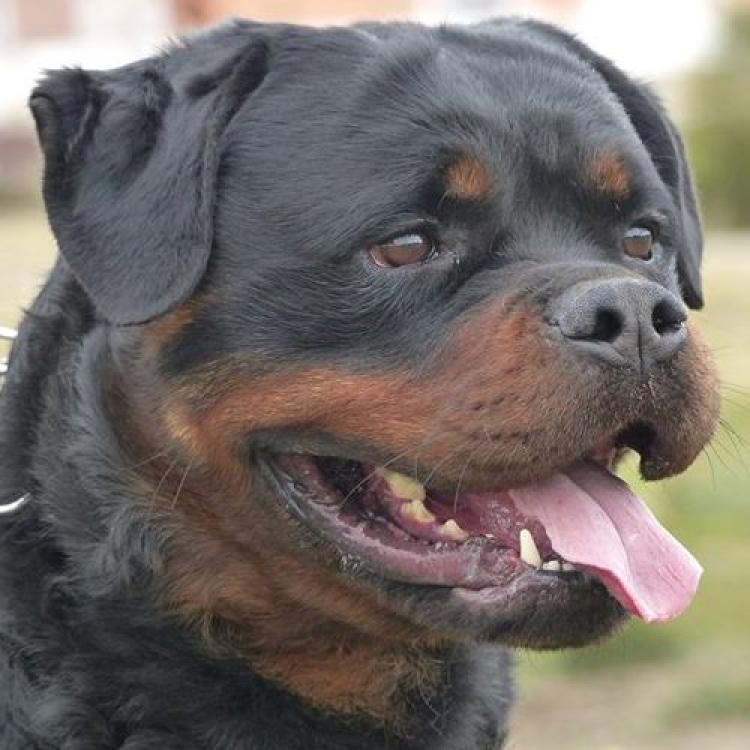 TÃtulos obtenidos por nuestros perros Rottweiler. CH. GERO KING OF THE EAST. TÃtulos obtenidos por nuestros perros Rottweiler. CH. GERO KING OF THE EAST.