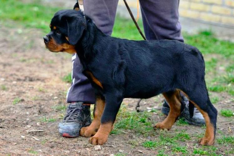 Rottweiler. Dara Von Haus Drazic.