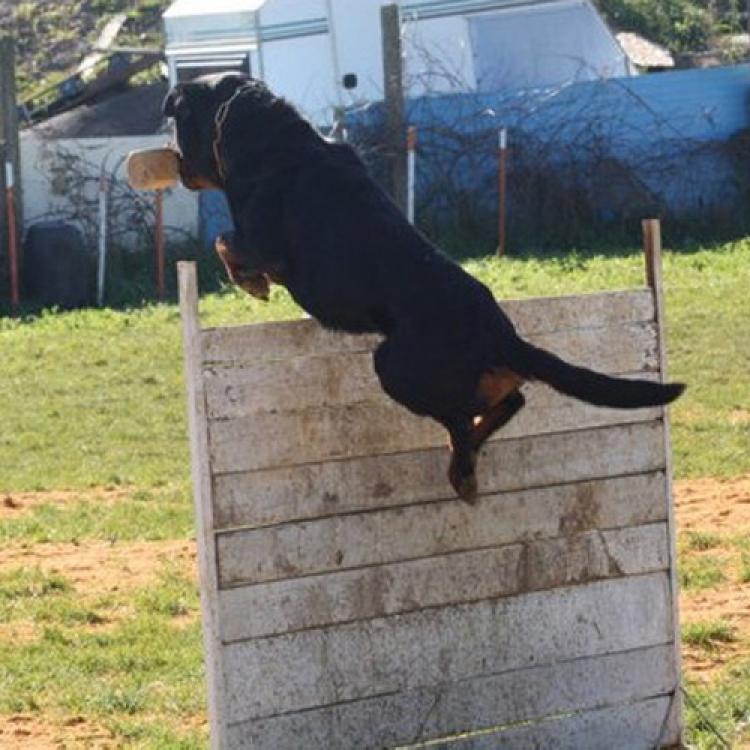 TÃtulos obtenidos por nuestros perros Rottweiler. Mozart de Breogan. TÃtulos obtenidos por nuestros perros Rottweiler. Mozart de Breogan.