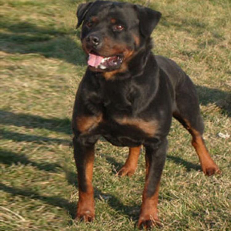 Rottweiler.  Ch. Uday De Breogan.