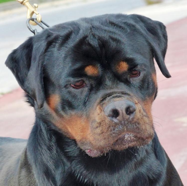 Rottweiler.  Ch. Iva Of Nicola´s Lion.