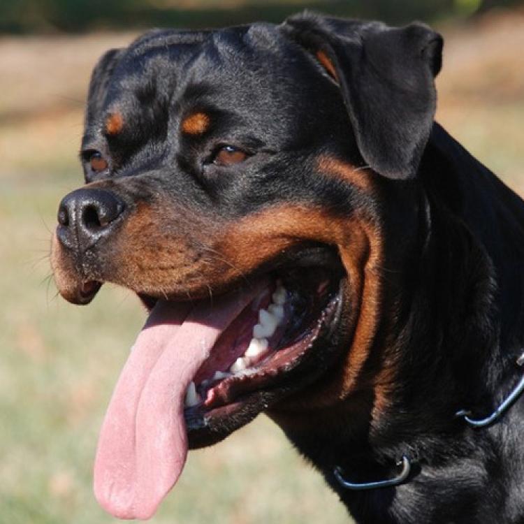 Rottweiler.  Ch. Ruby Miracle Rott.