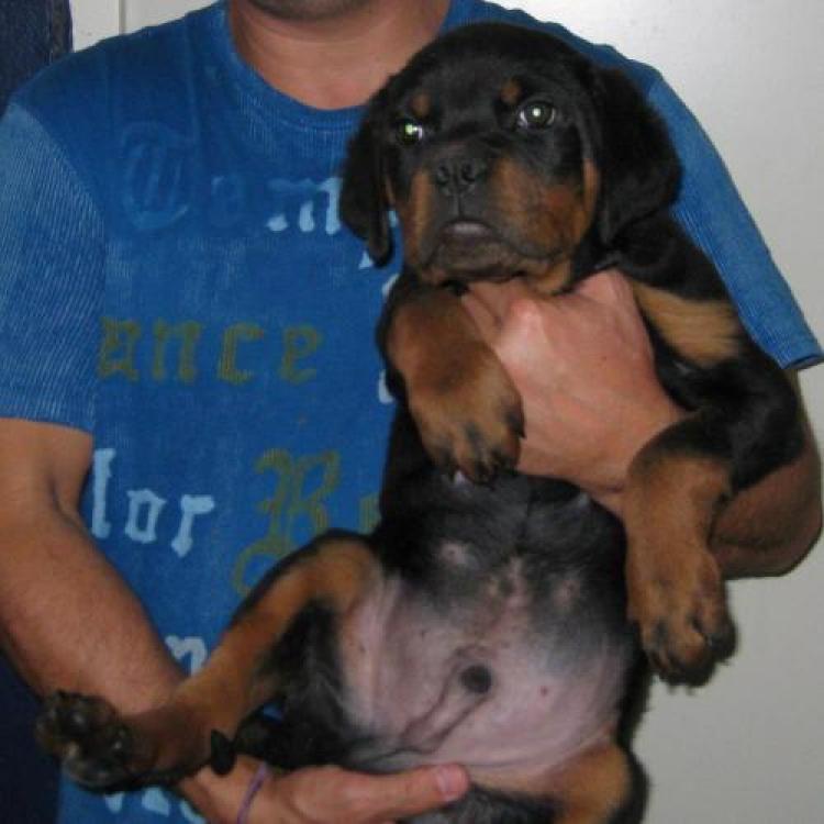 Rottweiler. Hasko De Breogan.