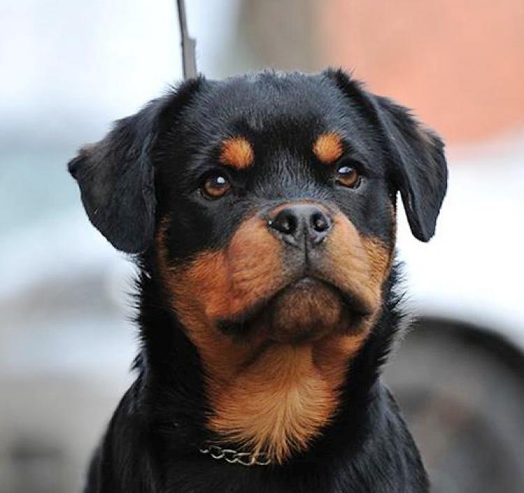 Rottweiler. Noris Winner Civi.