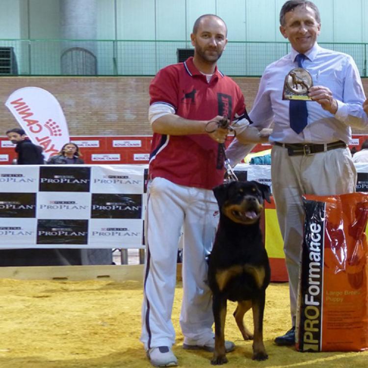 Rottweiler.  Ch. Roma De Breogan.